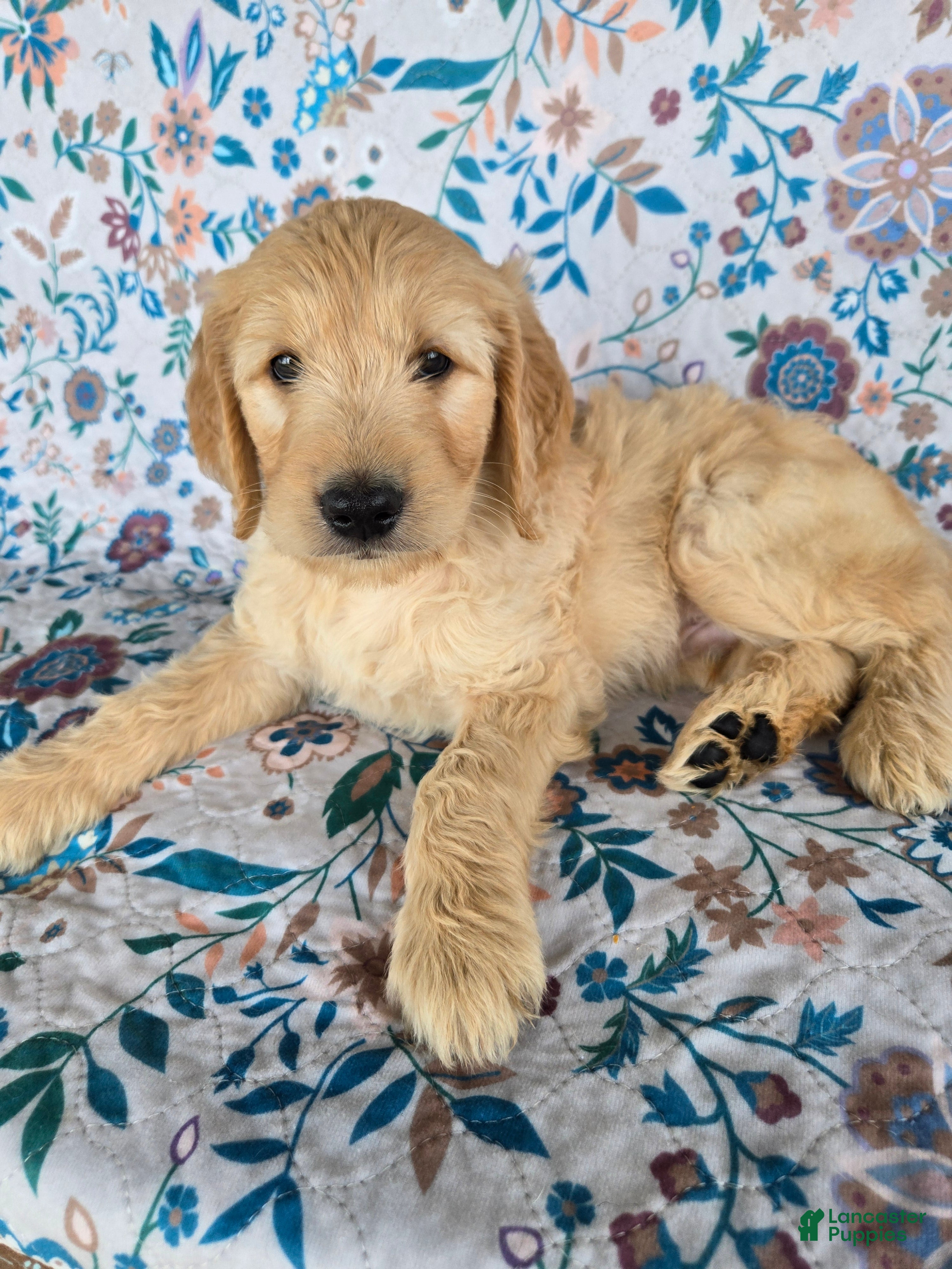 Goldendoodle dogs for sale: Green Boy - Ad 3