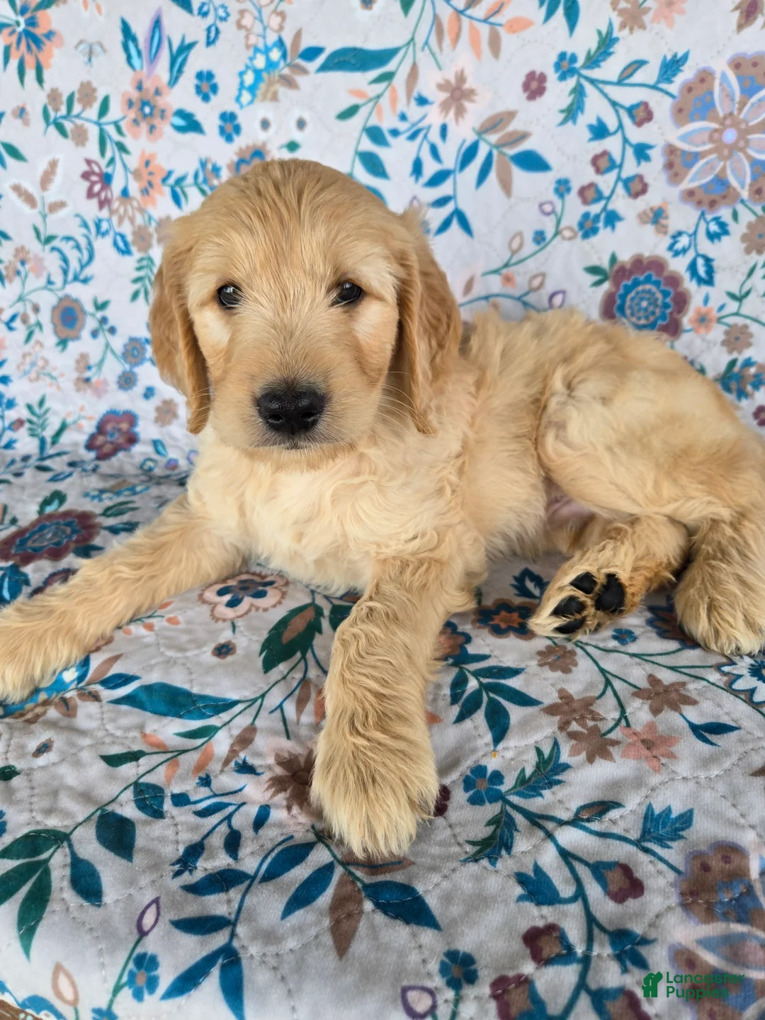 Goldendoodle dogs for sale: Green Boy - Ad 1
