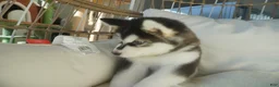 Alaskan Malamute dogs for sale: Saseme - Ad 14