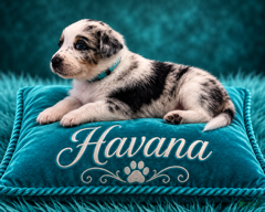 Australian Shepherd dogs Havana - Ad 9