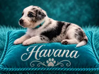Australian Shepherd dogs Havana - Ad 9