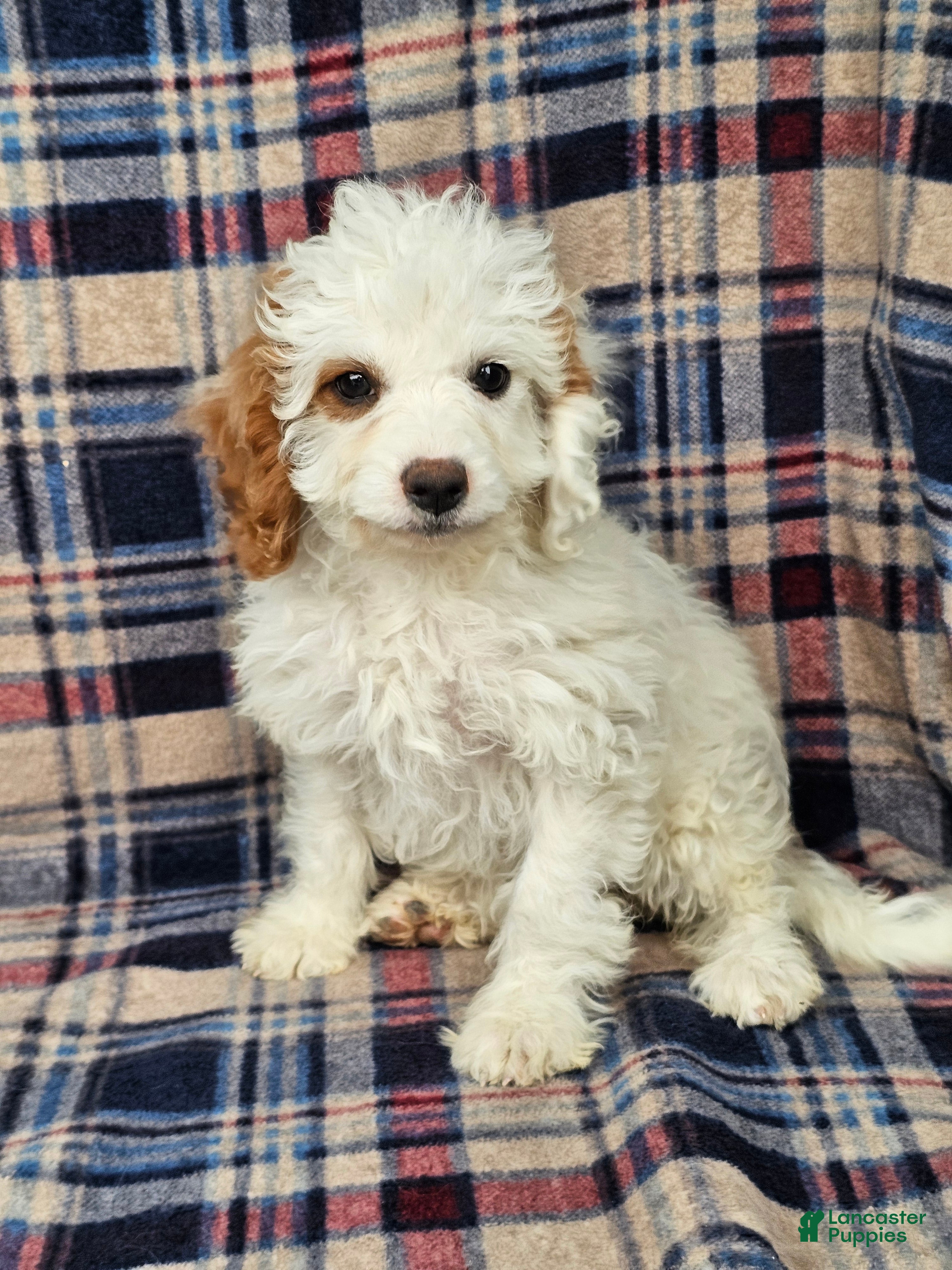 Cavapoo dogs for sale: Nori - Ad 1