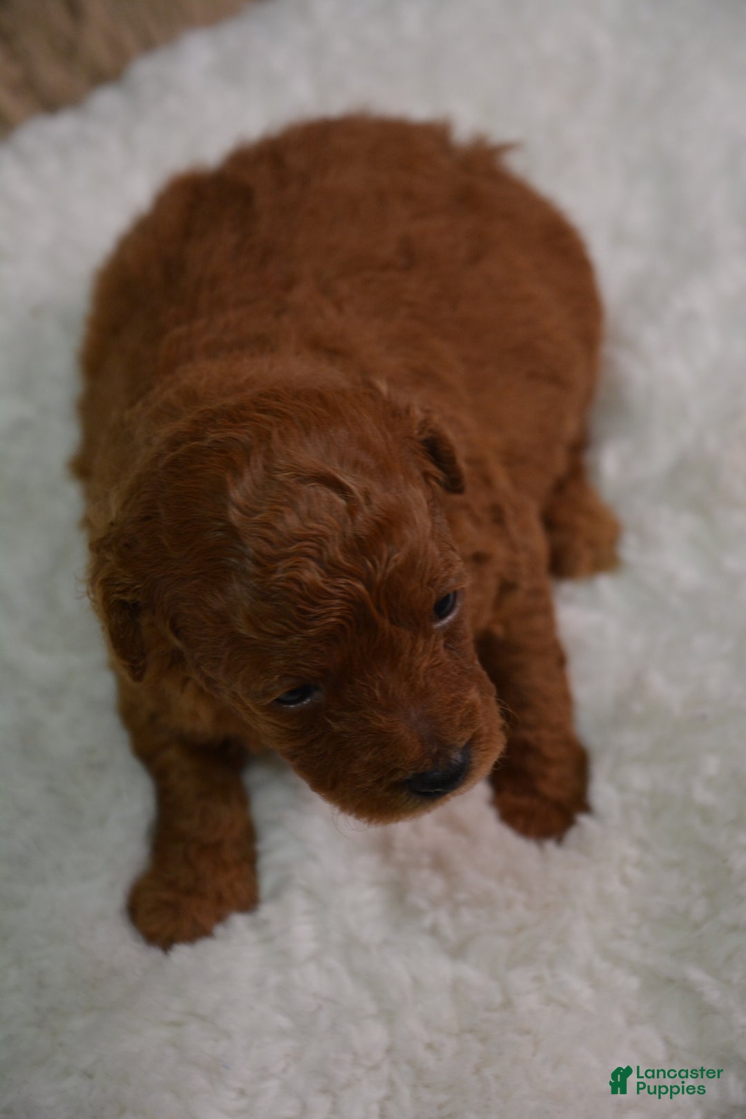 Toy Poodle dogs for sale: Toy Poodle Puppy 1 - Ad 6