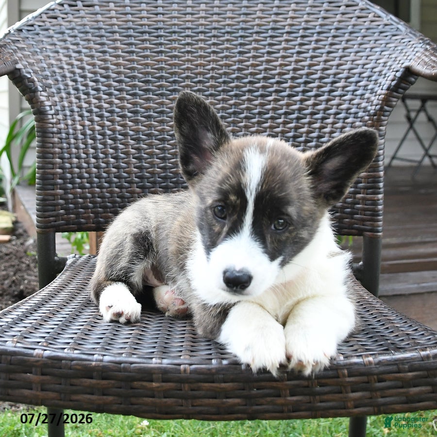 Welsh Corgi Pembroke dogs Pepsi - Ad 2