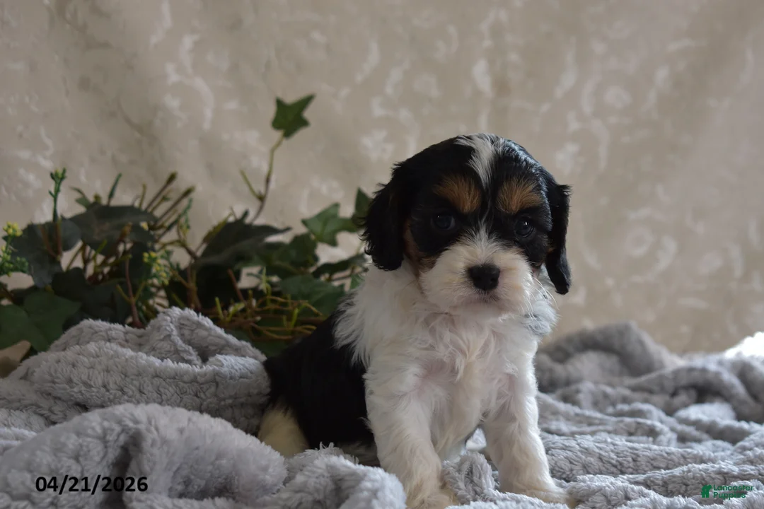 Cavapoo dogs for sale: Lanetta - Ad 6