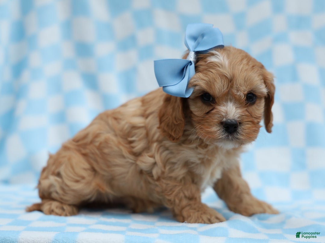 Cavapoo dogs for sale: Phil Cavapoo Puppy - Ad 5
