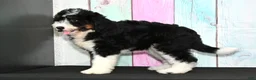 Bernedoodle dogs for sale: Bernedoodle 3 - Ad 3