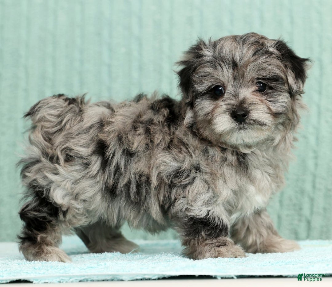 Pomapoo dogs for sale: Thad - Ad 1