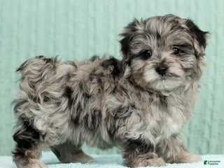 Pomapoo dogs Thad - Ad 15