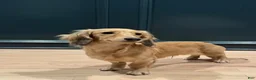 Miniature Dachshund dogs for sale: Miniature Dachshund 1 - Ad 2