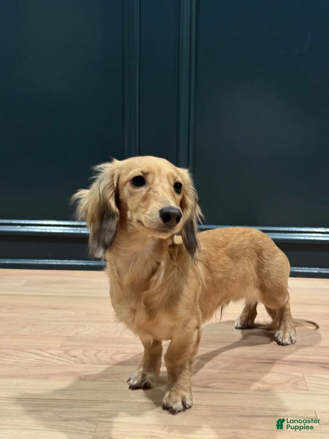 Miniature Dachshund dogs for sale: Miniature Dachshund 1 - Ad 2
