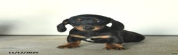 Miniature Dachshund dogs for sale: Remy  - Ad 2