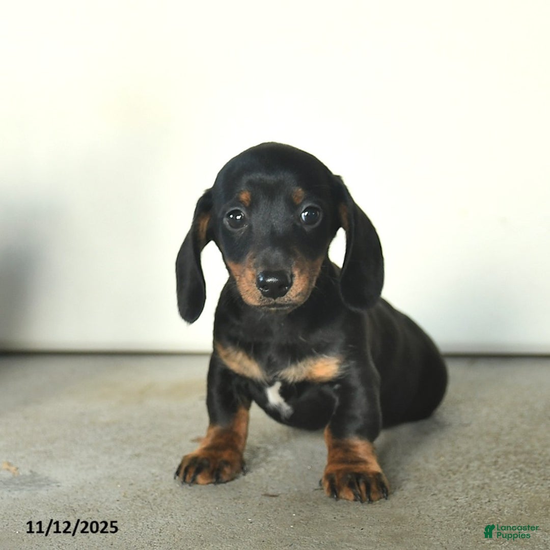 Miniature Dachshund dogs for sale: Remy  - Ad 2