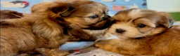 Shorkie dogs for sale: Shorkie 2 - Ad 6