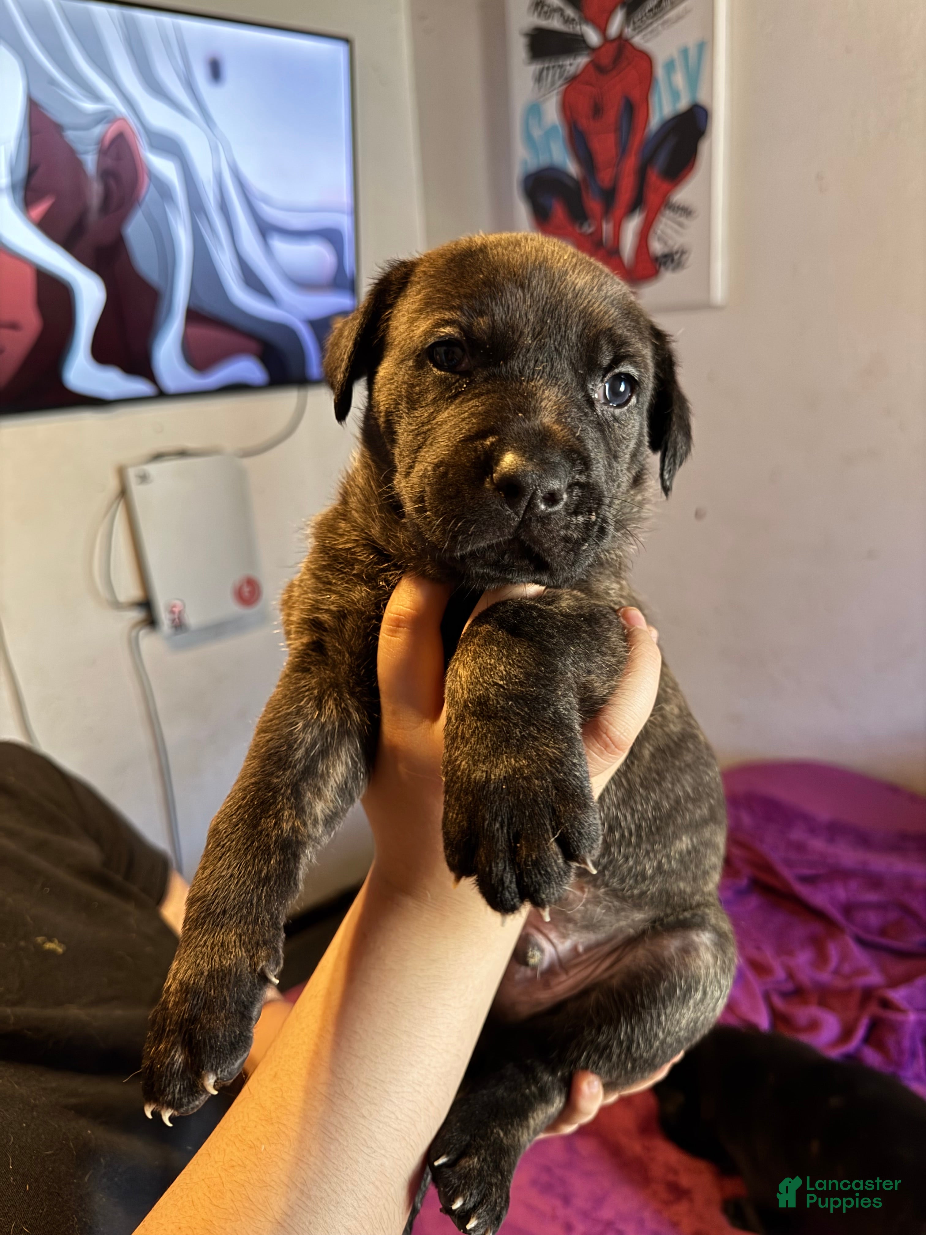 Mixed Breed dogs Mixed Breed Puppy 1 - Ad 19