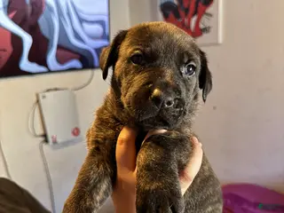 Mixed Breed dogs Mixed Breed Puppy 1 - Ad 19