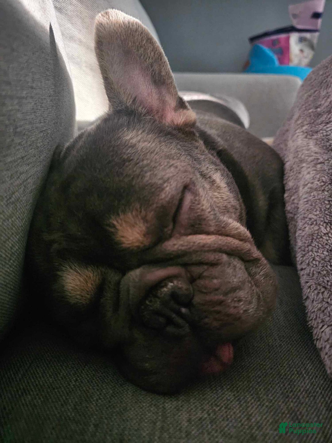 French Bulldog dogs for sale: Leeroi - Ad 2