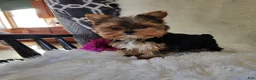 Yorkshire Terrier dogs for sale: Bowie - Ad 5