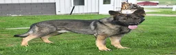German Shepherd dogs for sale: Nash - Ad 7