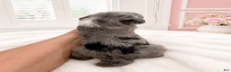 Sheepadoodle dogs for sale: Sheepadoodle 4 - Ad 5