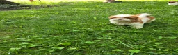 Shih Tzu dogs for sale: Shih Tzu 4 - Ad 3
