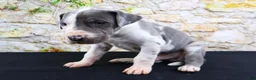 Great Dane dogs for sale: Cujo - Ad 20