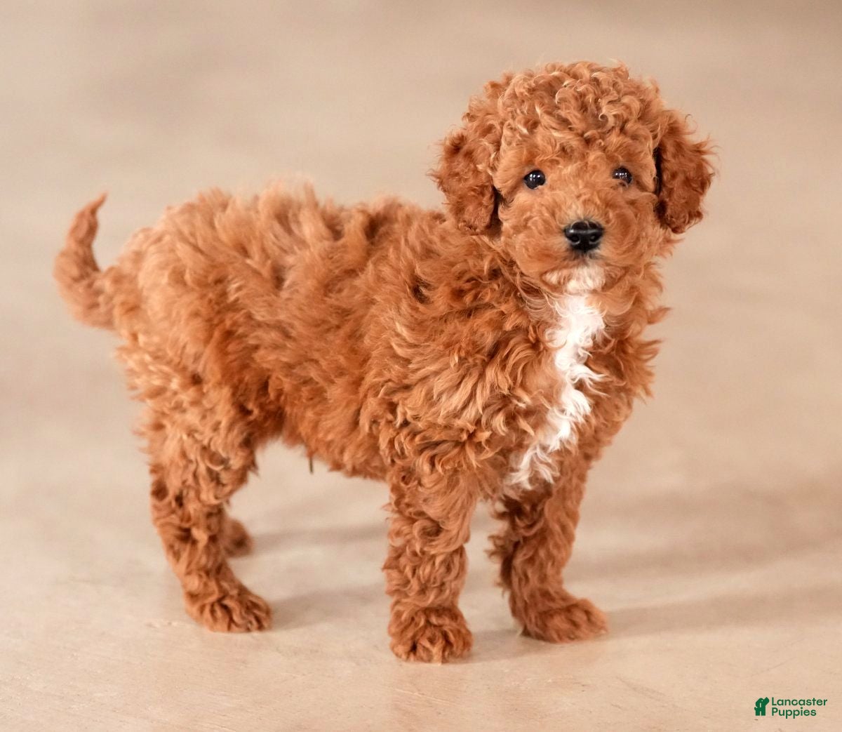 Mini Goldendoodle dogs for sale: Jay - Ad 3