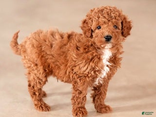Mini Goldendoodle dogs for sale: Jay - Ad 3