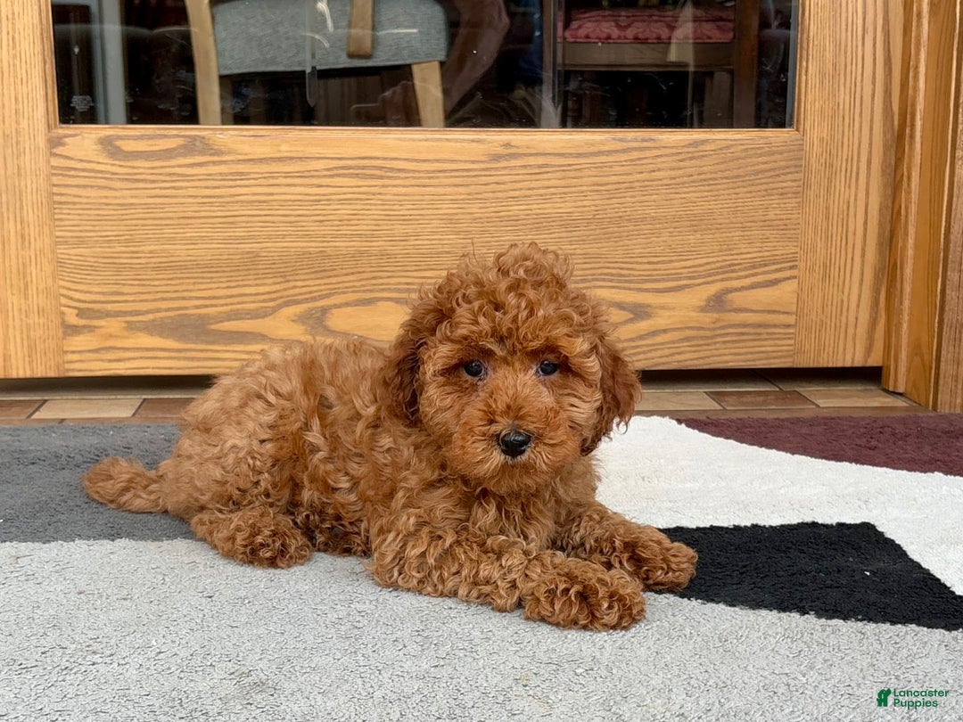 Cockapoo dogs for sale: Curtis - Ad 3