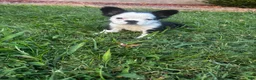 French Bulldog dogs for sale: French Bulldog 3 - Ad 3