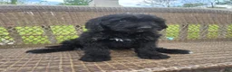 Bernedoodle dogs for sale: Bernedoodle Puppy 3 - Ad 3