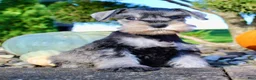 Miniature Schnauzer dogs for sale: Ellie Female AKC Mini Schnauzer - Ad 4