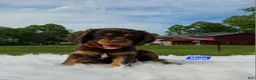 Cavalier King Charles Spaniel dogs for sale: Mojo - Ad 3
