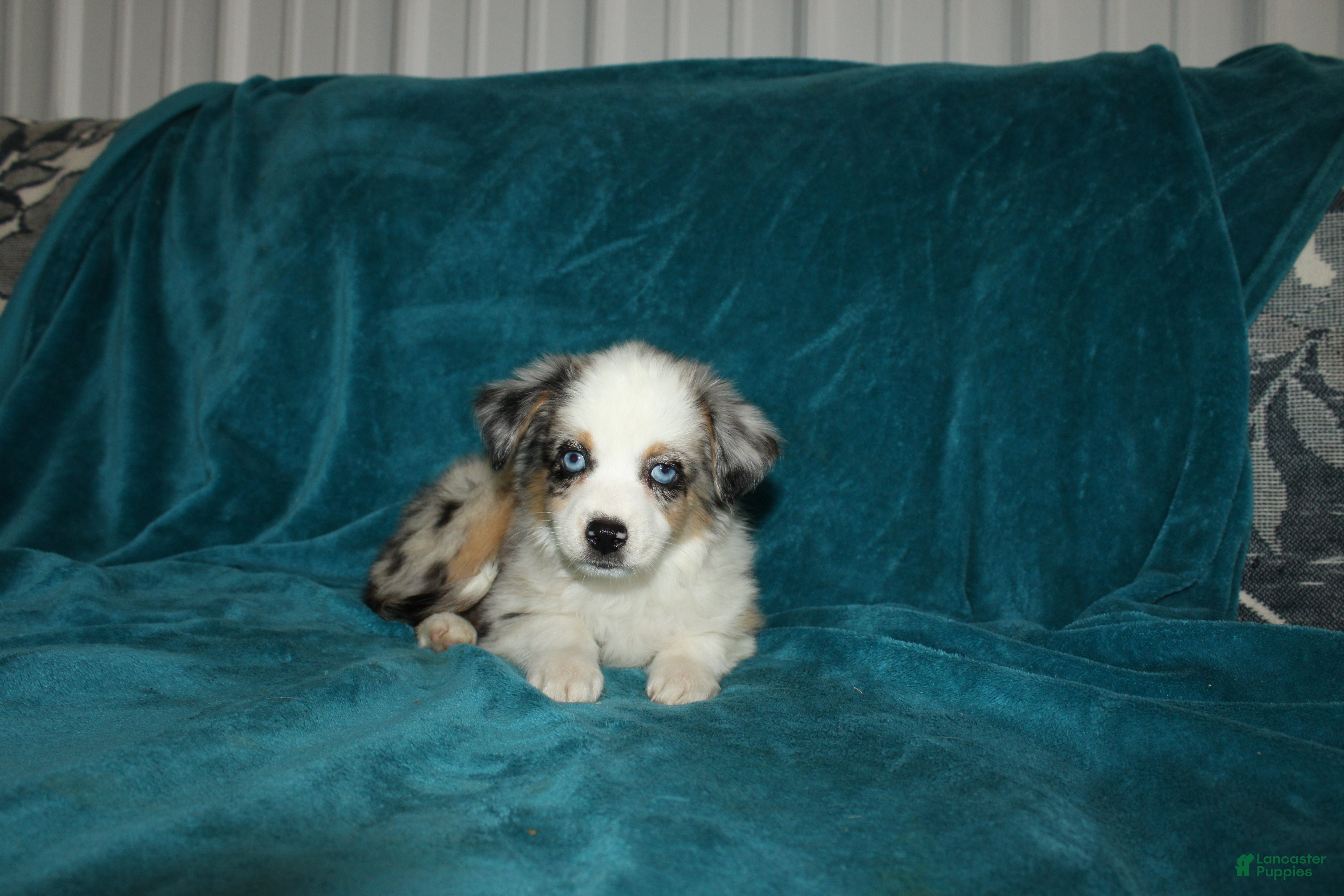 Miniature Australian Shepherd dogs for sale: Pansy - Ad 5