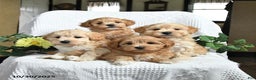 Maltipoo dogs for sale: Ellie - Ad 3