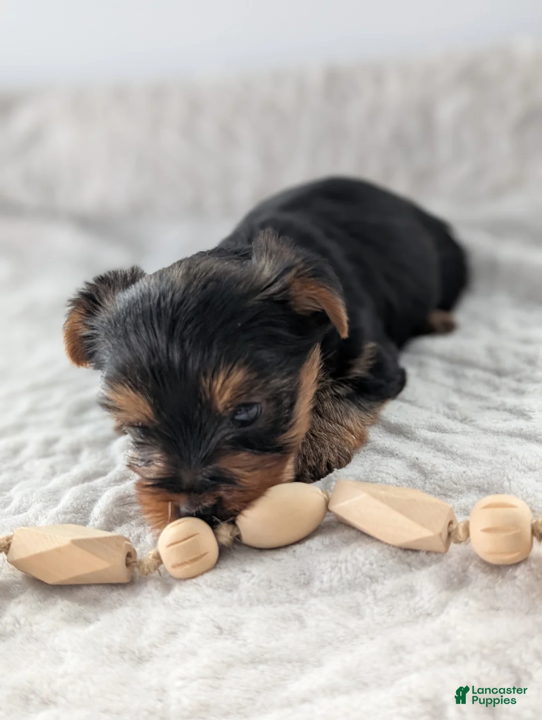 Yorkshire Terrier dogs for sale: Princess  - Ad 6