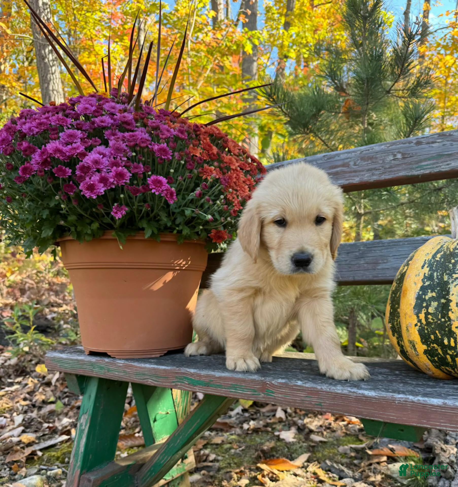 Golden Retriever dogs for sale: Church - Ad 1