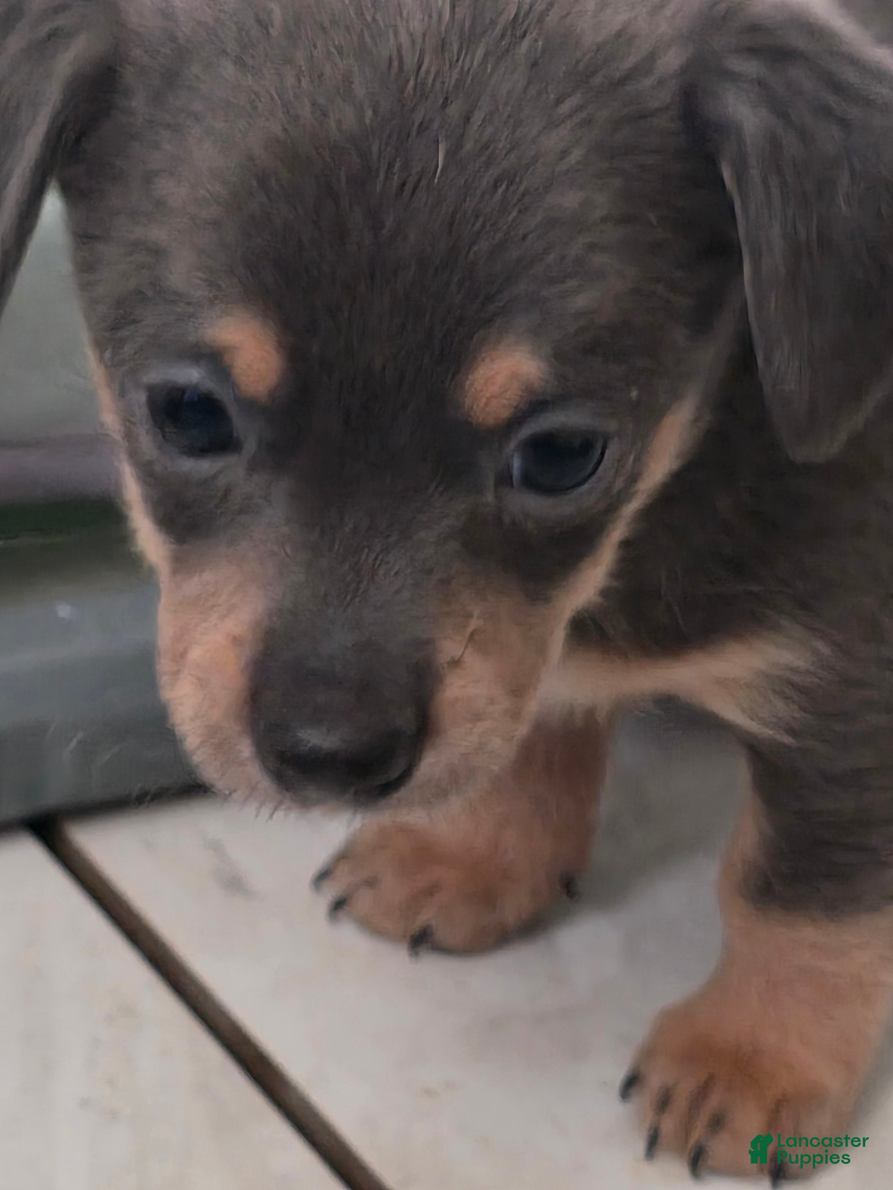 Chiweenie dogs Chiweenie Puppy 2 - Ad 1