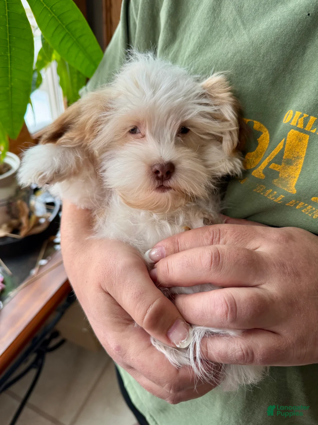 Havanese dogs for sale: Eggnog - Ad 4
