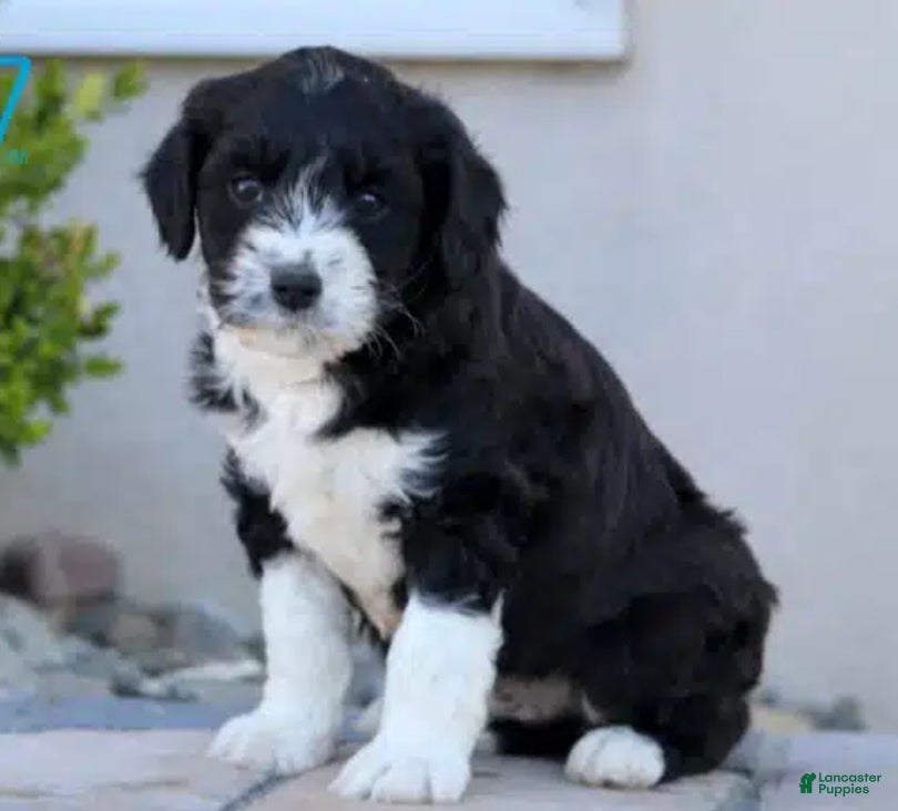 Aussiedoodle dogs Rocky - Ad 10