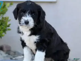 Aussiedoodle dogs Rocky - Ad 10