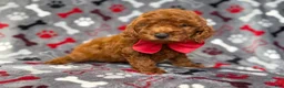 Mini Goldendoodle dogs for sale: Smokey - Ad 5