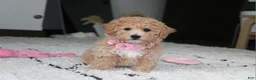 Bichpoo dogs for sale: Aubrey - Ad 7