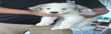 Great Pyrenees 1