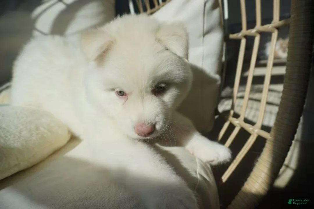 Alaskan Malamute dogs for sale: Melon - Ad 5