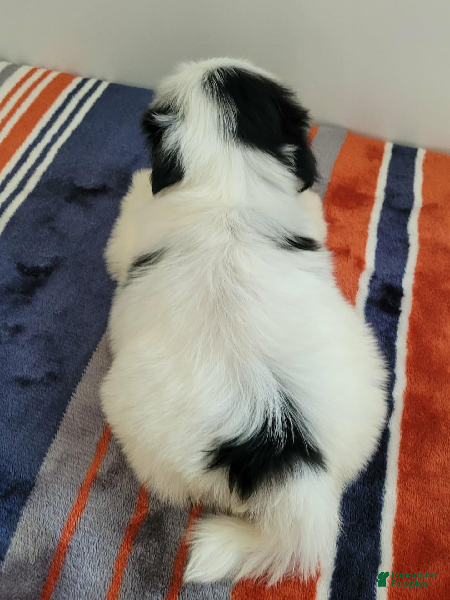 Shih Tzu dogs Shih Tzu 3 - Ad 2