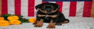 Tilly