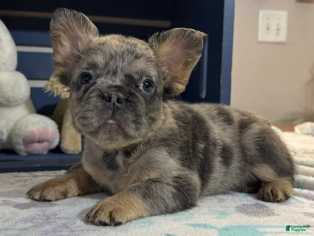 French Bulldog dogs for sale: Darla - Ad 4