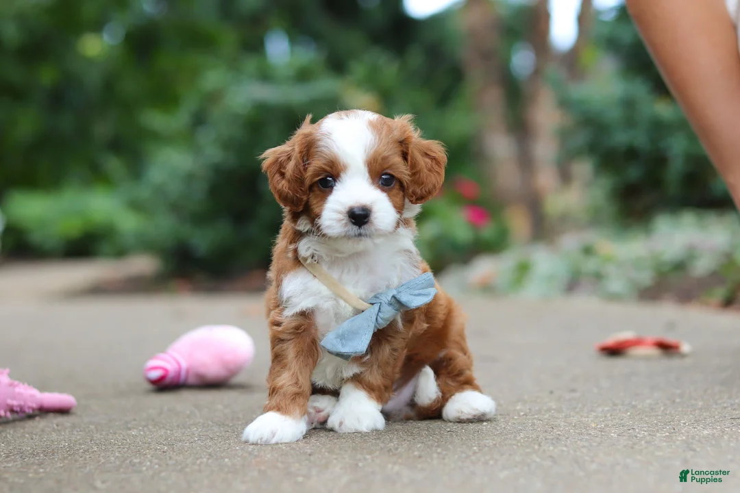Cavapoo dogs for sale: Hudson - Ad 1