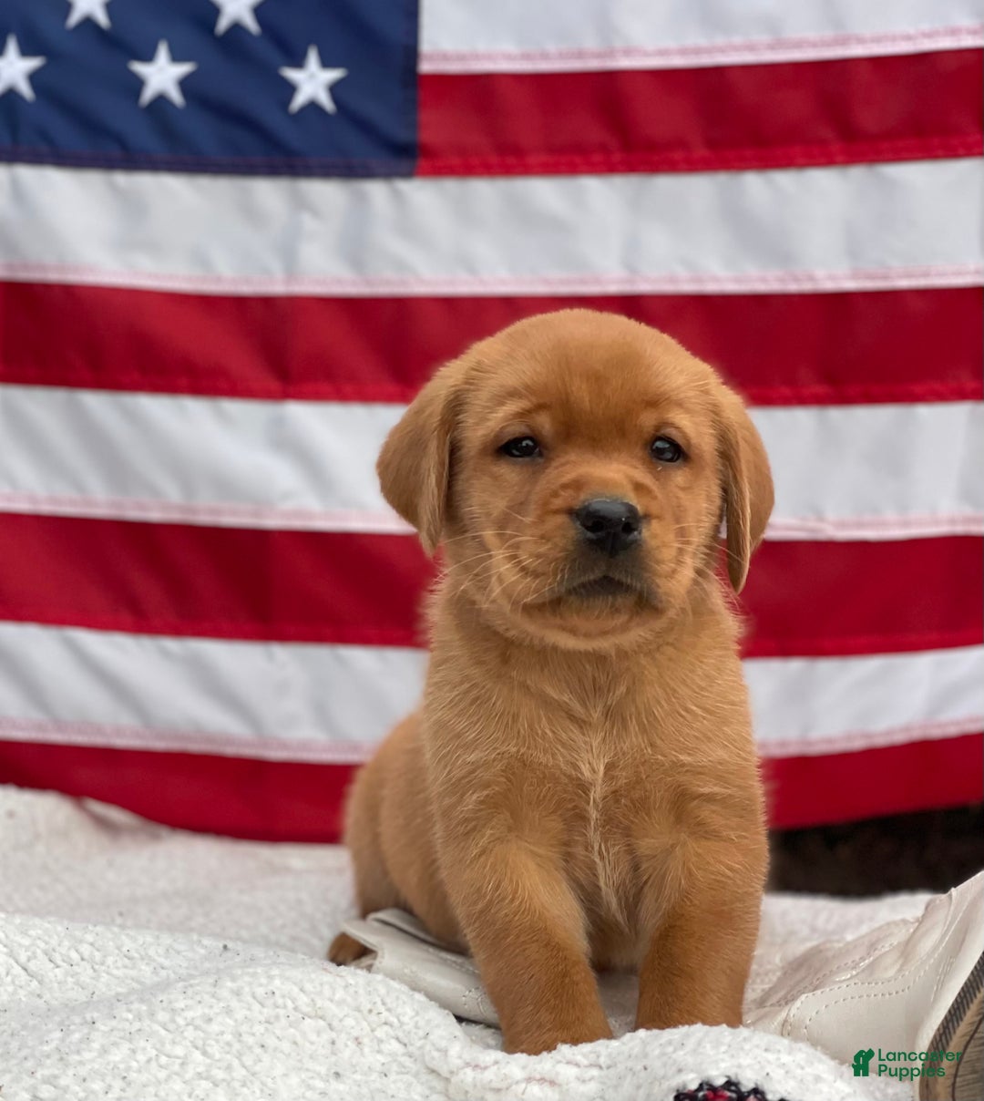 Labrador Retriever dogs for sale: Riley - Ad 2